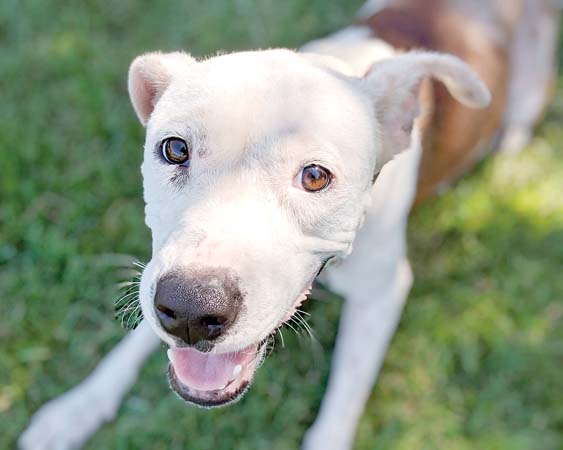 Pet of the Week